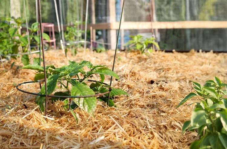 pflege ist wichtig was ihr garten jetzt braucht
