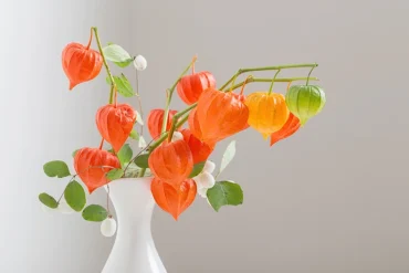 physalis in strahlendem orange in weißer vase