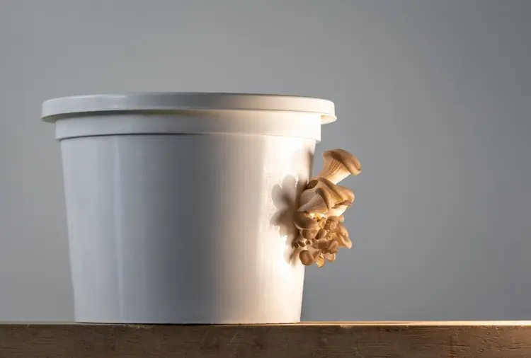 Pilze auf Kaffeesatz züchten - Austernpilze, Kräuterseitlinge, Limonenseitlinge und Rosenseitlinge für Anfänger