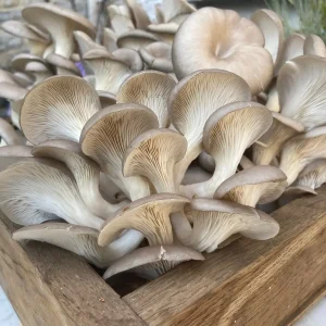 Pilze auf Kaffeesatz züchten mit Tipps und Anleitung für Einsteiger