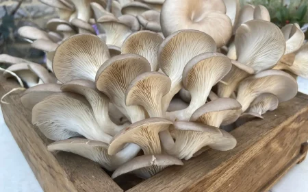 Pilze auf Kaffeesatz züchten mit Tipps und Anleitung für Einsteiger