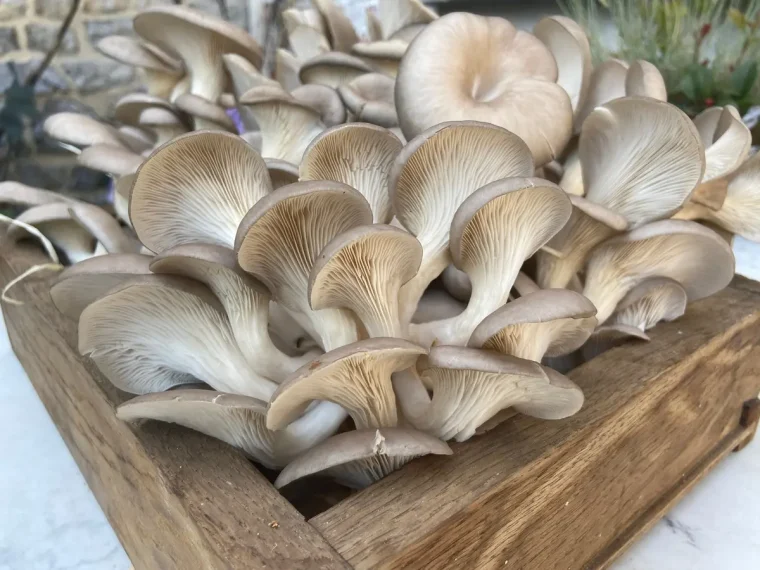 Pilze auf Kaffeesatz züchten mit Tipps und Anleitung für Einsteiger