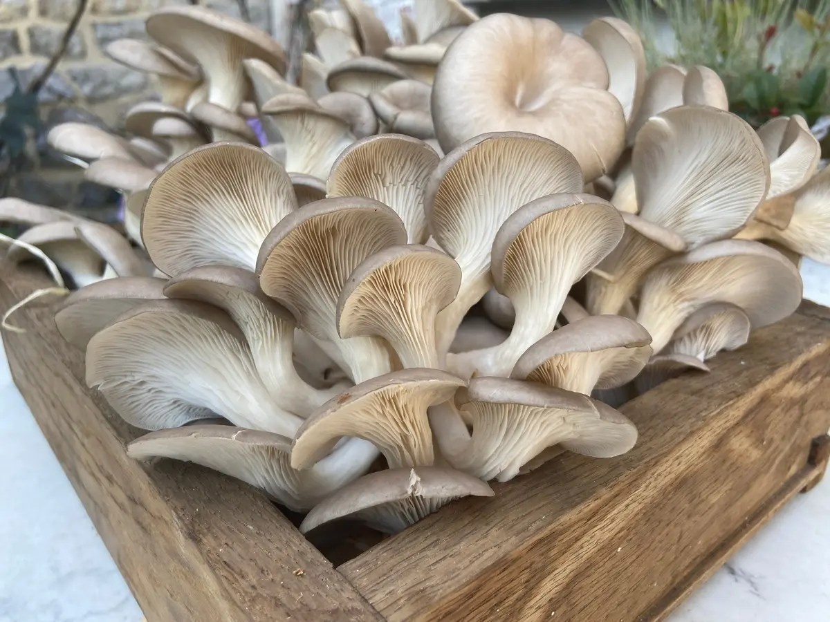 Pilze auf Kaffeesatz züchten mit Tipps und Anleitung für Einsteiger