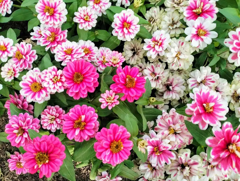 Pinke Zinnien im Beet erneut zum Blühen bringen 