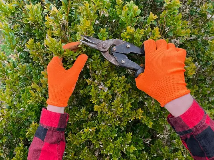 plan fürs allgemeine düngen, um schädlinge fernzuhalten