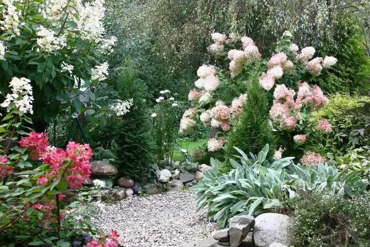 platz für die pflanzenkombination schaffen, um wurzelkonkurrenz zu vermeiden