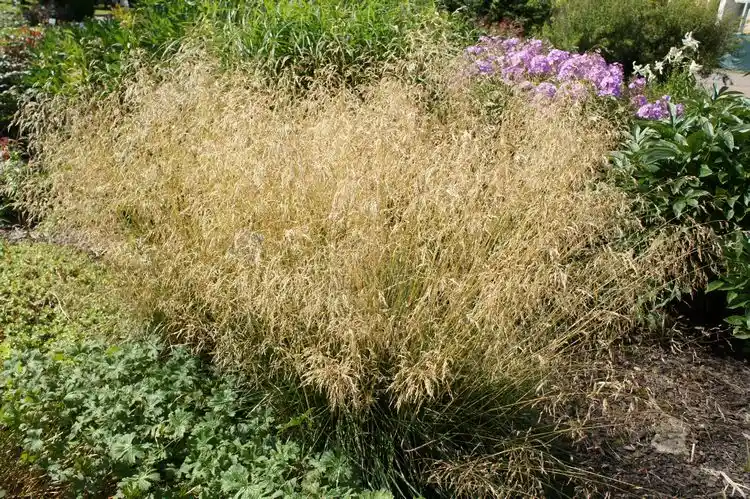rasen schmiele (deschampsia cespitosa)