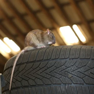 ratten unter der garage was sie gegen nagetiere unter und in der garage tun können!