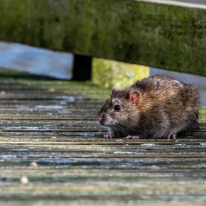 ratten unter holzterrasse wie sie die lästigen nagetiere erfolgreich vertreiben können!