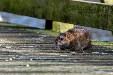 ratten unter holzterrasse wie sie die lästigen nagetiere erfolgreich vertreiben können!