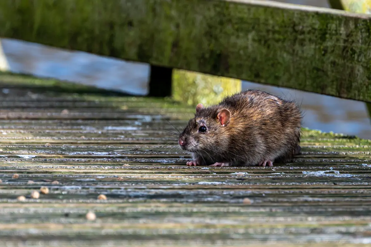 ratten unter holzterrasse wie sie die lästigen nagetiere erfolgreich vertreiben können!