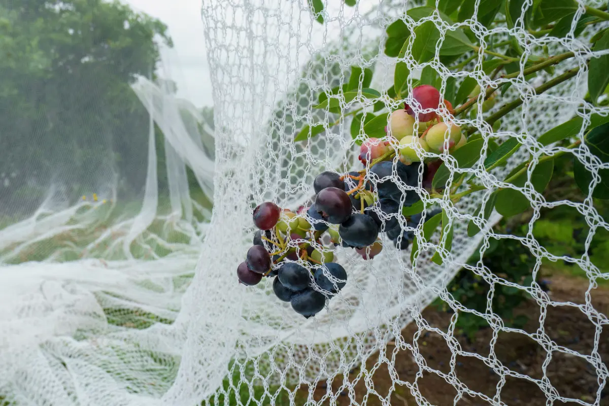 reife beeren unter vogelschutznetz