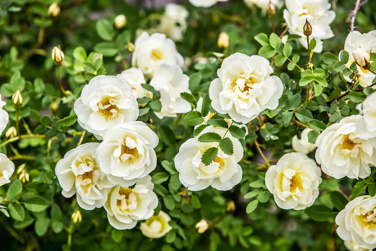 Remontantrosen erneut zum Blühen bringen im September 