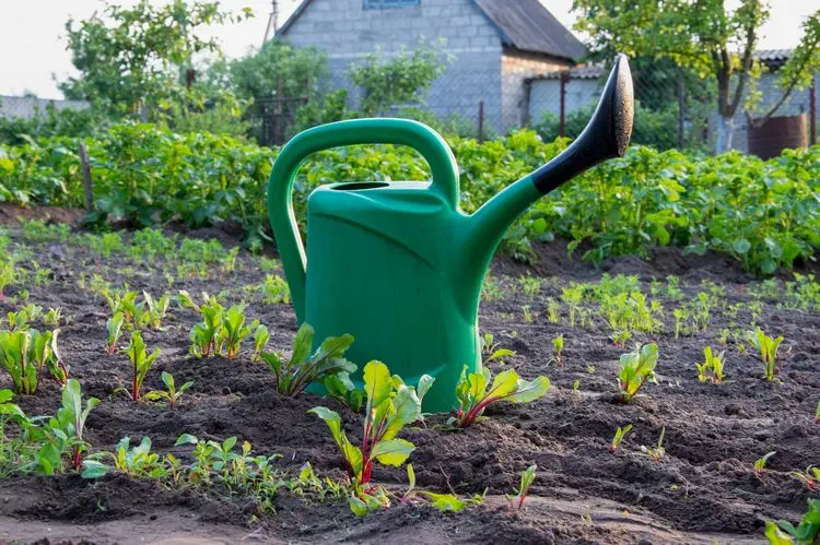 rote beete pflege während der wichtigen phase