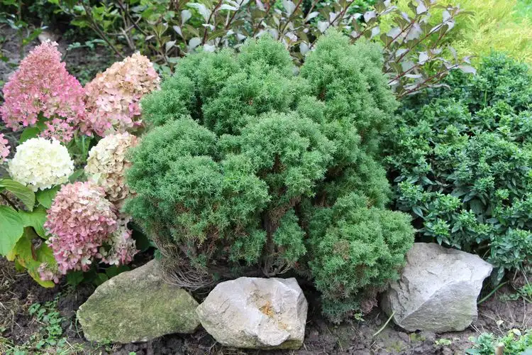 rückschnitt als wichtige pflege