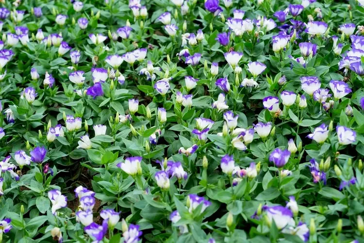 Russellianum kann nicht überwintert werden, exaltatum muss dafür in einen Topf