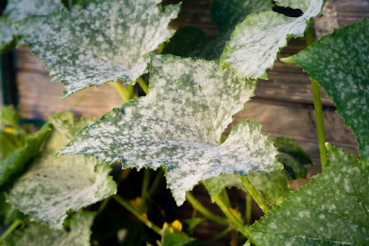 schimmel an gurken im gewächshaus wie sie ihre pflanzen vor den häufigsten pilzkrankheiten schützen können