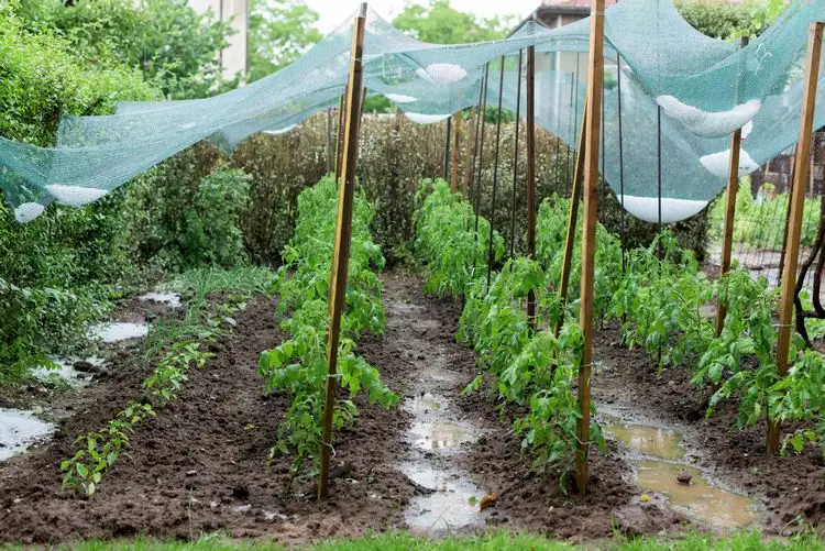 schutz vor hagel im garten wenn eisklumpen vom himmel fallen