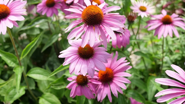 Sonnenhut abschneiden erneut zum Blühen bringen