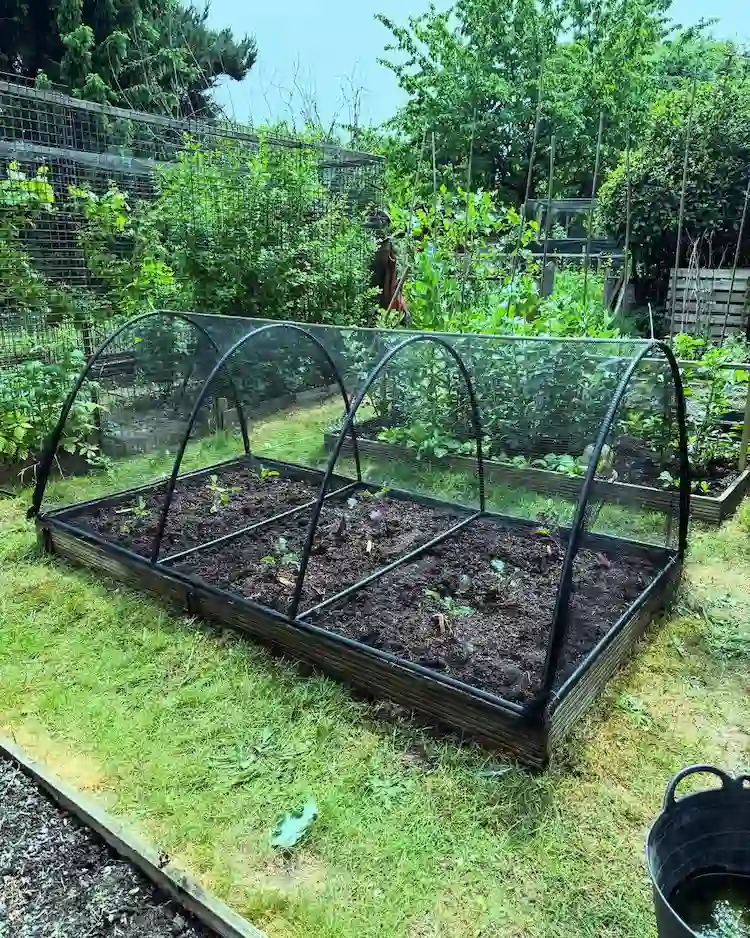 Gemüsebeet vor direkter Sonne im Hochsommer schützen