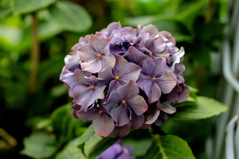 Sonnenschutz für Hortensien gegen Sonnenbrand an Blättern und Blüten