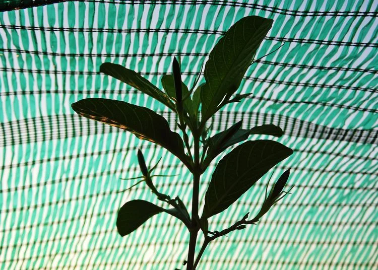 sonnenschutz für kübelpflanzen sonnenschutznetz