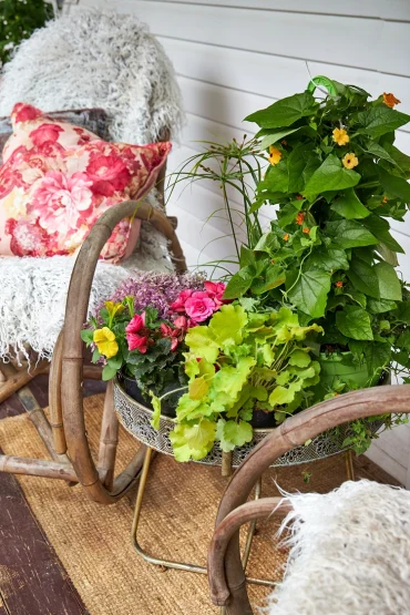 spätsommer pflanzen für den balkon für september oktober