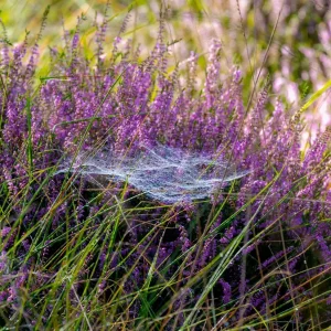 Spinnen auf Heidekraut - Nützlinge oder Schädlinge für die Pflanzen