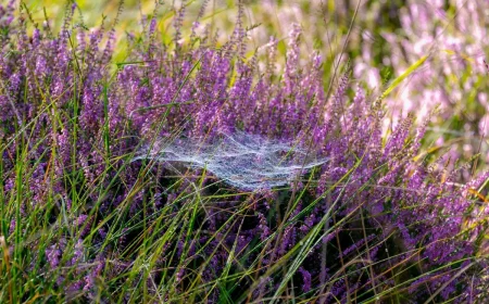 Spinnen auf Heidekraut - Nützlinge oder Schädlinge für die Pflanzen