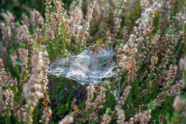 Spinnen sind eher nützlich, als dass sie der Pflanze schaden