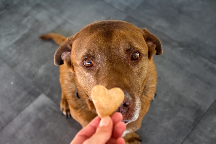 süßer labrador hund frisst herzförmige parmesan kekse