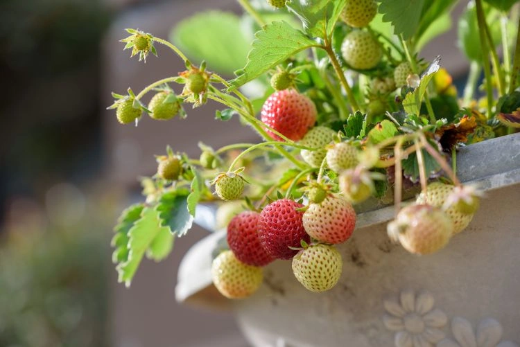 tagneutrale erdbeeren die besten sorten