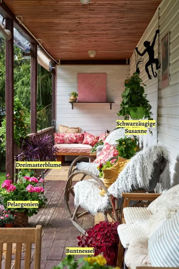 unkomplizierte blumen für spätsommer auf dem balkon