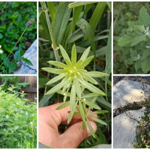 unkrautarten wachsen nur auf gutem boden