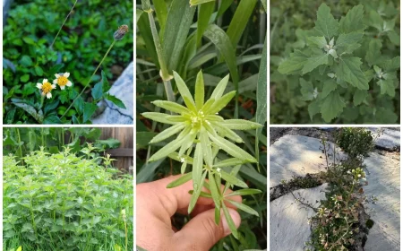 unkrautarten wachsen nur auf gutem boden