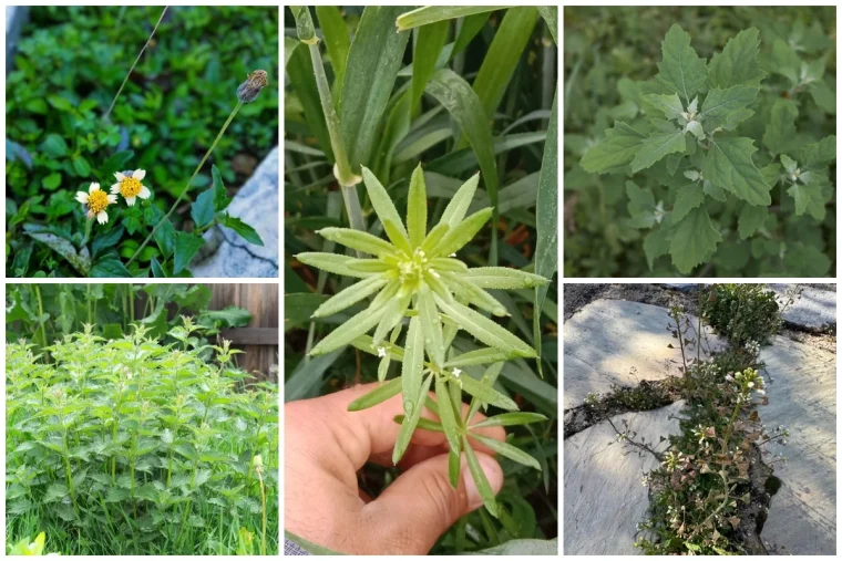 unkrautarten wachsen nur auf gutem boden