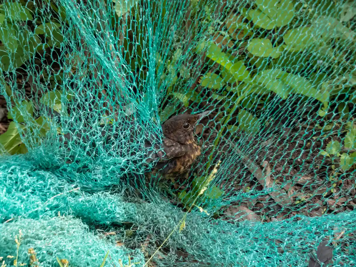 vogelschutznetze können zur falle für vögel werden