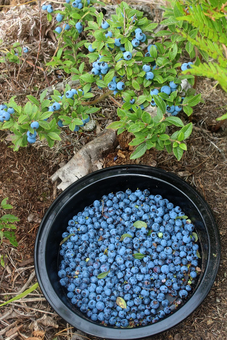 voller korb mit frisch geernteten früchten, geschützt vor vogelfraß