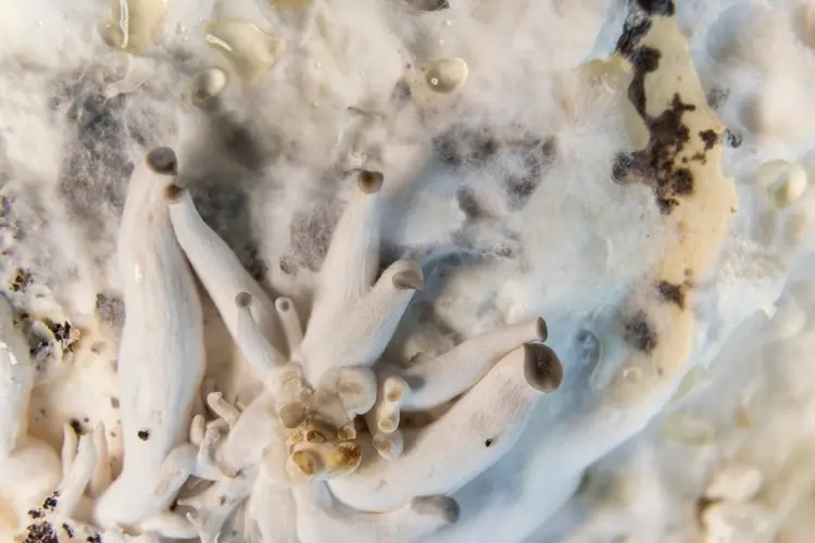 Während der Kältephase beginnen die ersten Pilzkörper zu wachsen