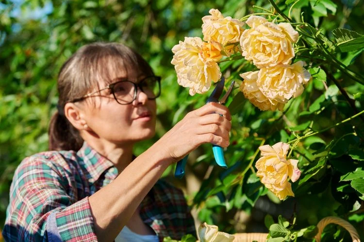 warum der sommerschnitt im august so wichtig ist