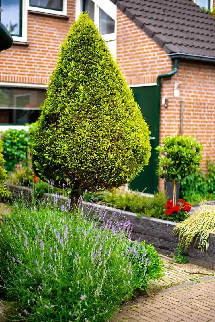 warum diese pflanzen so gut zusammenpassen