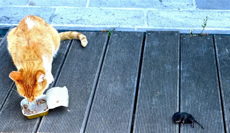 warum leben nagetiere direkt unter der holzterrasse