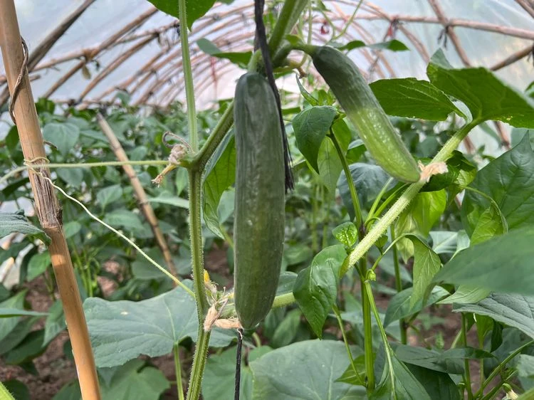 was der echte mehltau für ihren gurkenanbau bedeutet