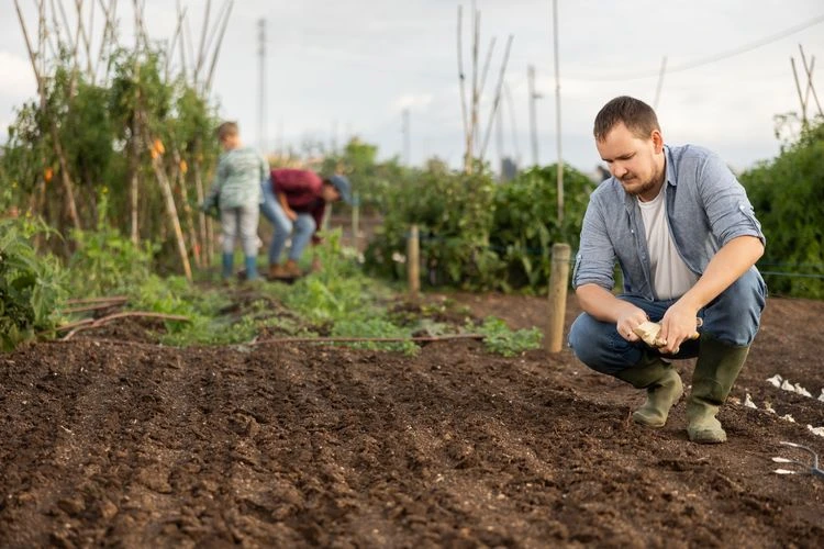 was kann man im august noch pflanzen