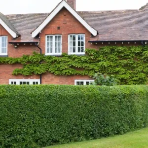 was kann man vor eine ligusterhecke pflanzen diese begleitpflanzen sind gut geeignet!