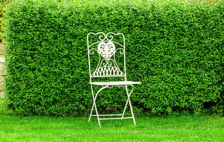 was kann man vor eine ligusterhecke pflanzen tipps für hobbygärtner