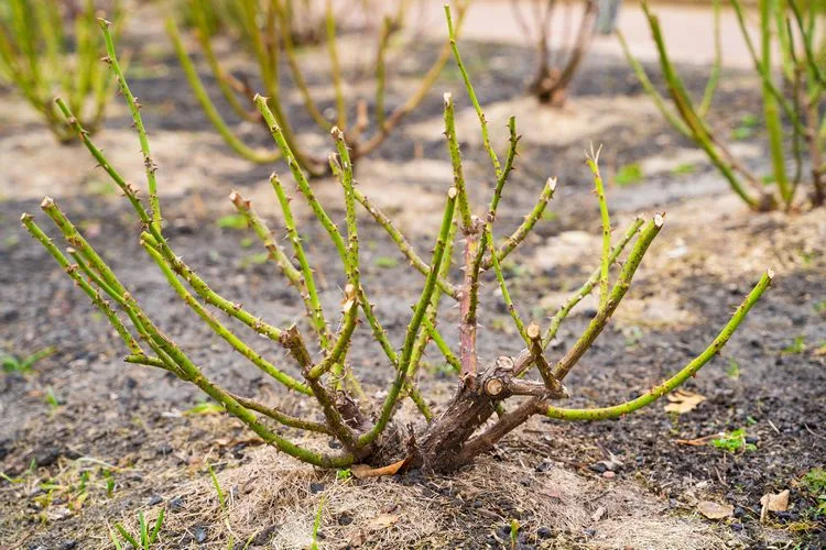 was passiert mit rosen im herbst