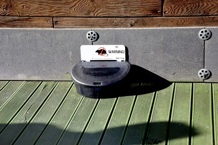 was sie gegen ratten auf terrasse tun können