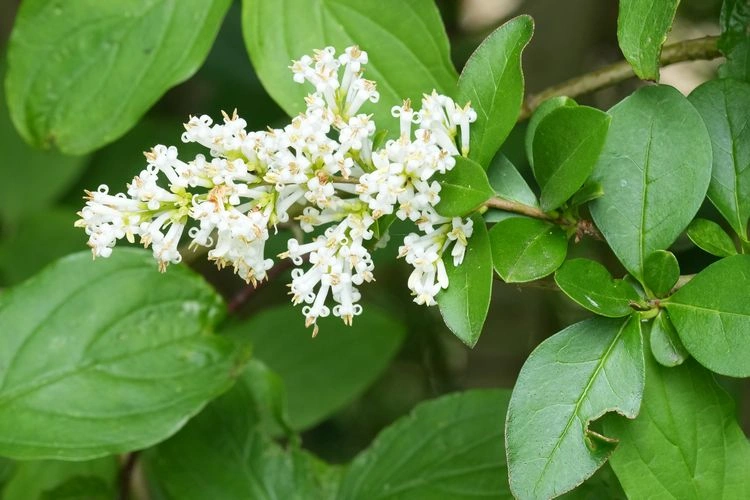 welche begleitpflanzen eignen sich für liguster