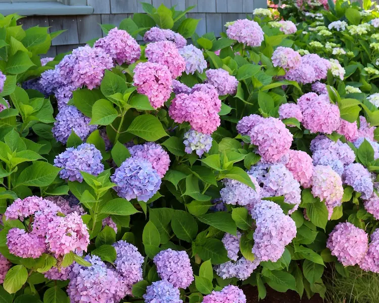 Welche Pflanzen nicht im Herbst pflanzen Tipps 